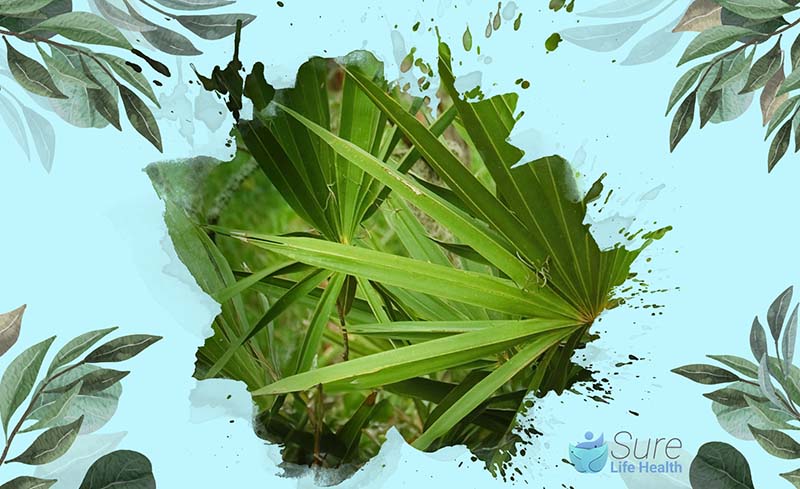 Does Saw Palmetto Increase Testosterone Levels 