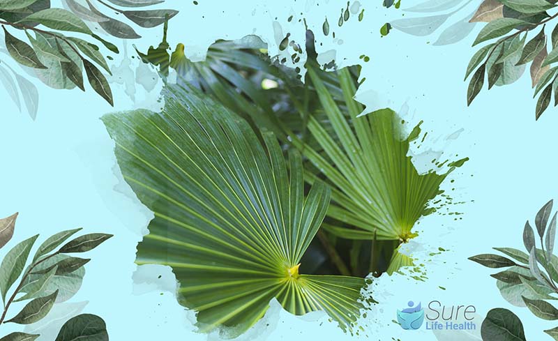 Does Saw Palmetto Increase Testosterone Levels
