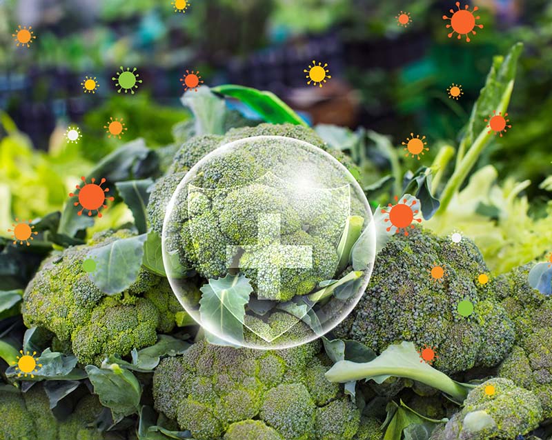 Does Broccoli Help You Lose Weight 