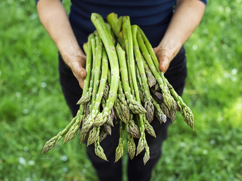 Is Asparagus Good for Weight Loss 